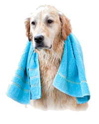 Towel Dog