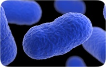 Listeria Bacteria